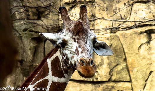 Lincoln Park Zoo Yesterday